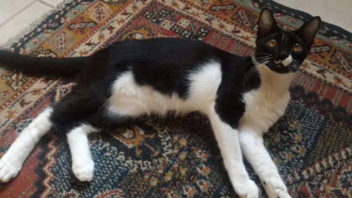 Gato ra a SRD idade 7 a 11 meses nome Vênus e Mel