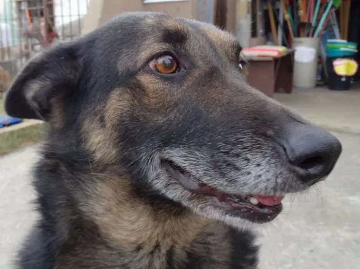 Cachorro ra a SRD idade 4 anos nome Easy