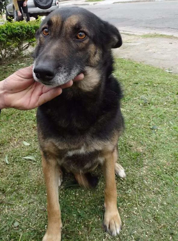 Cachorro ra a SRD idade 4 anos nome Easy