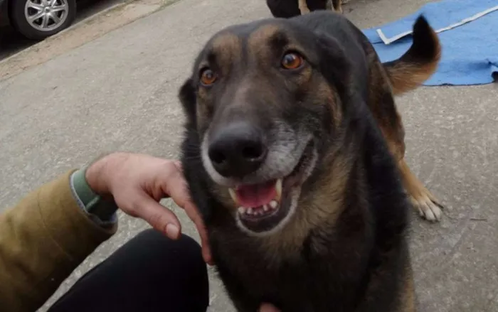 Cachorro ra a SRD idade 4 anos nome Easy