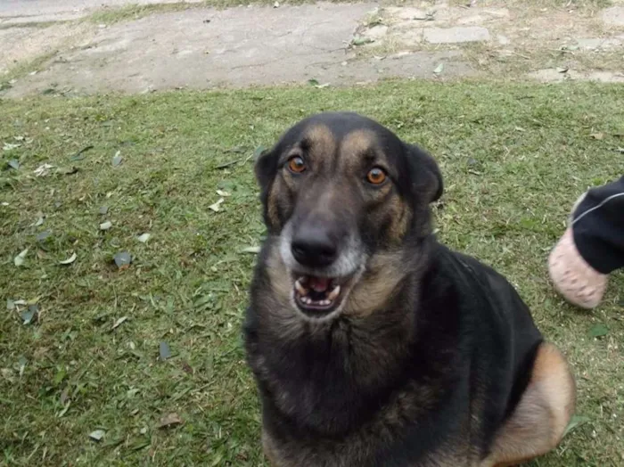 Cachorro ra a SRD idade 4 anos nome Easy