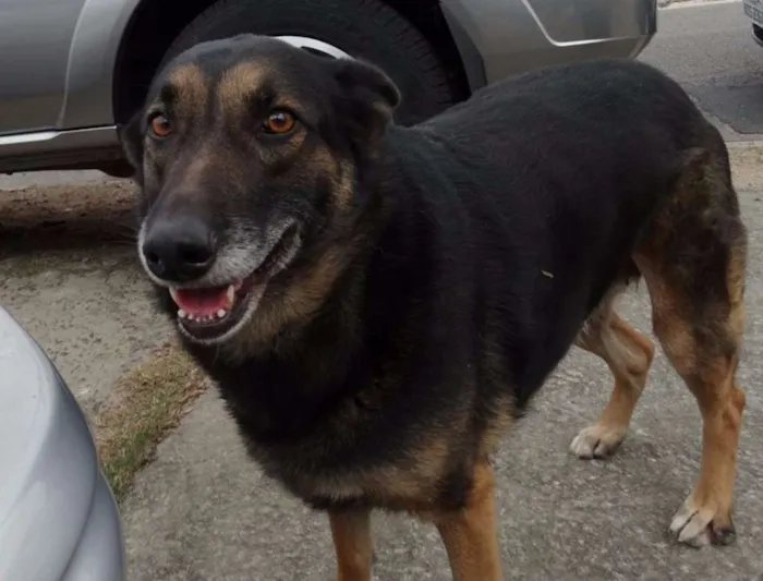 Cachorro ra a SRD idade 4 anos nome Easy