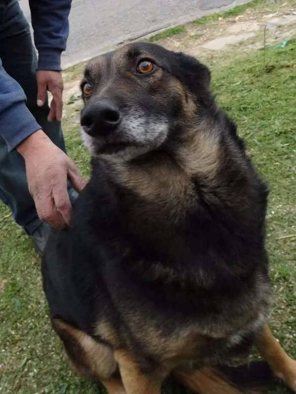 Cachorro ra a SRD idade 4 anos nome Easy