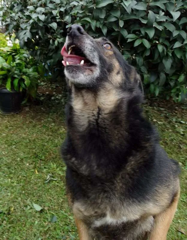 Cachorro ra a SRD idade 4 anos nome Easy