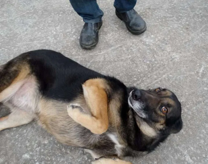 Cachorro ra a SRD idade 4 anos nome Easy