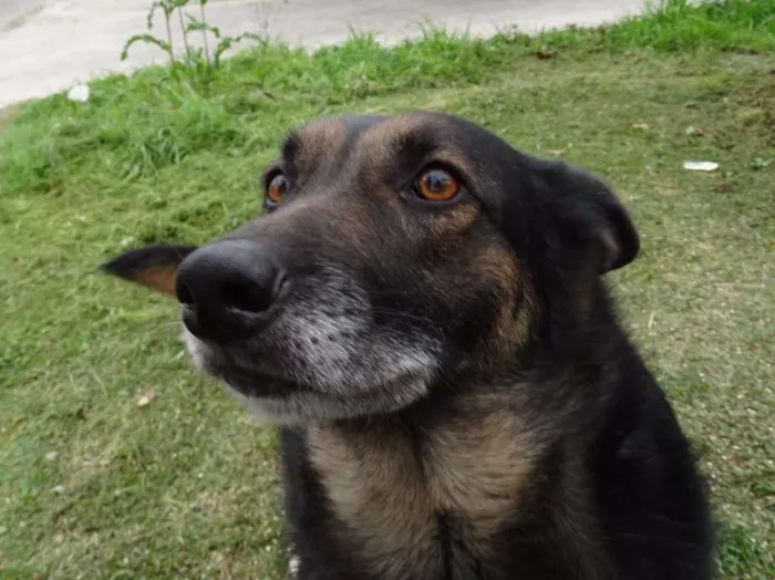 Cachorro ra a SRD idade 4 anos nome Easy