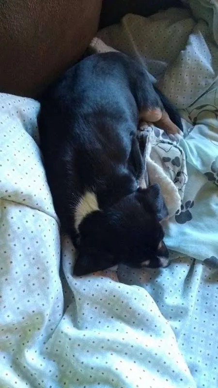 Cachorro ra a Indefinida idade Abaixo de 2 meses nome Cláudio (URGENTE)