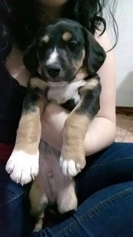 Cachorro ra a Indefinida idade Abaixo de 2 meses nome Cláudio (URGENTE)
