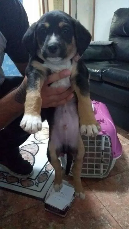 Cachorro ra a Indefinida idade Abaixo de 2 meses nome Cláudio (URGENTE)