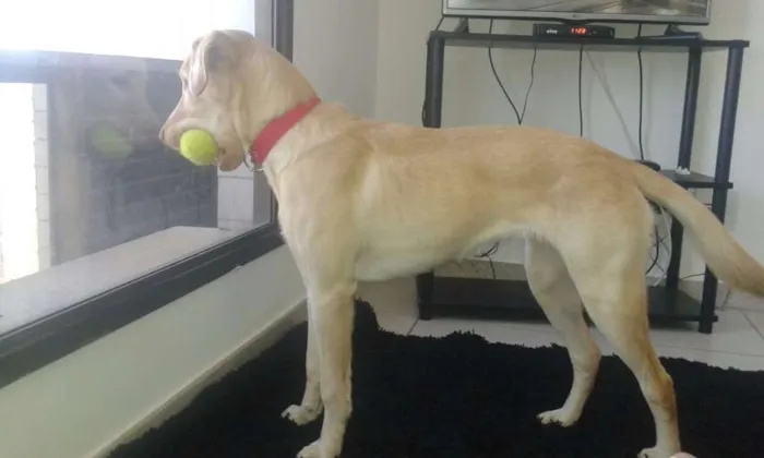 Cachorro ra a Labrador  idade 7 a 11 meses nome Bela