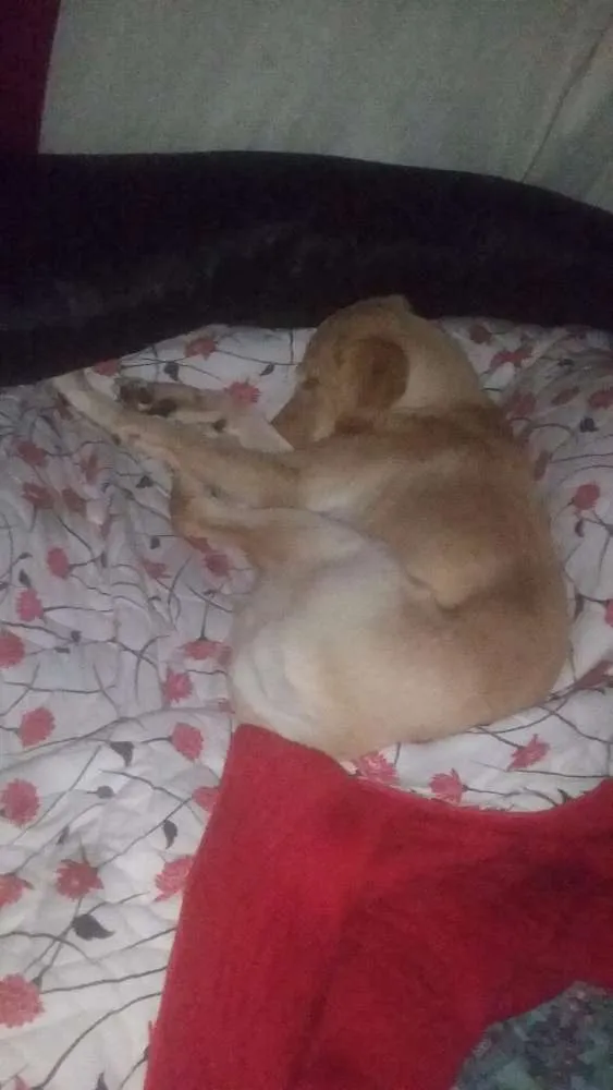 Cachorro ra a Labrador  idade 7 a 11 meses nome Bela