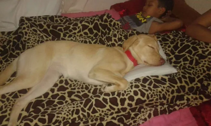 Cachorro ra a Labrador  idade 7 a 11 meses nome Bela