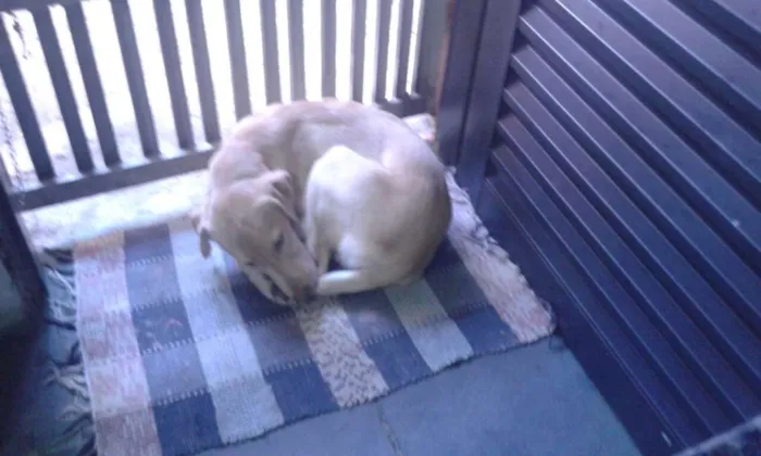 Cachorro ra a Labrador  idade 7 a 11 meses nome Bela