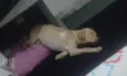 Bela