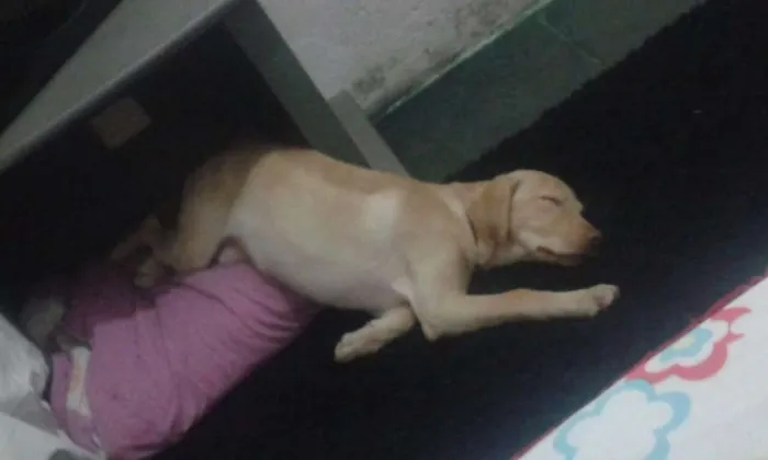 Cachorro ra a Labrador  idade 7 a 11 meses nome Bela
