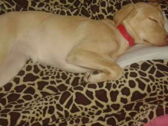 Cachorro ra a Labrador  idade 7 a 11 meses nome Bela