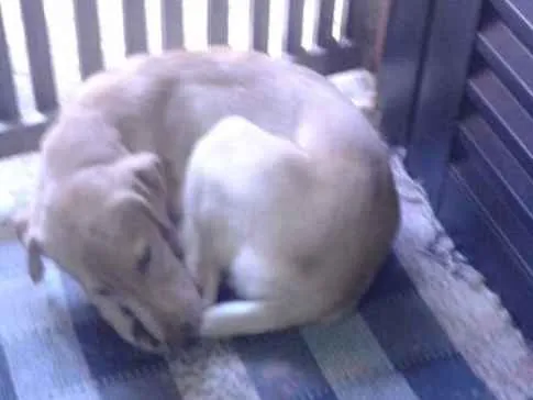 Cachorro ra a Labrador  idade 7 a 11 meses nome Bela