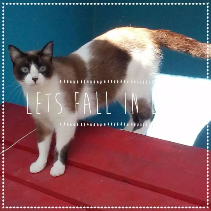 Gato ra a sialata idade 1 ano nome Sininho