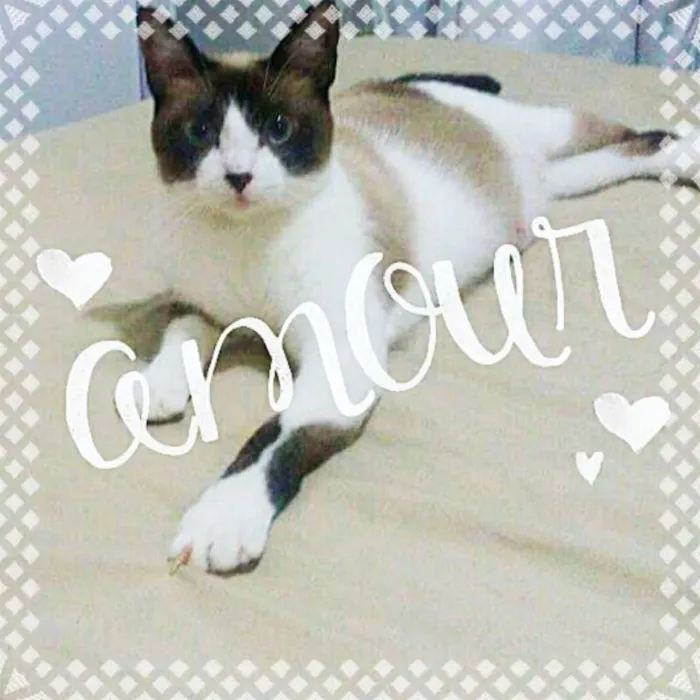 Gato ra a sialata idade 1 ano nome Sininho