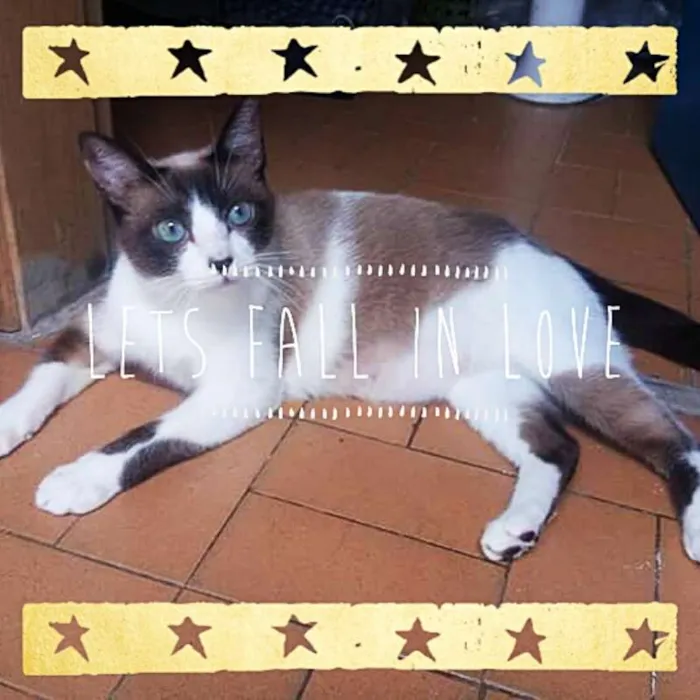 Gato ra a sialata idade 1 ano nome Sininho