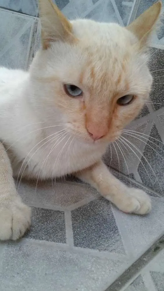 Gato ra a Branco idade 2 anos nome Olaf 
