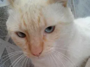 Gato raça Branco idade 2 anos nome Olaf 