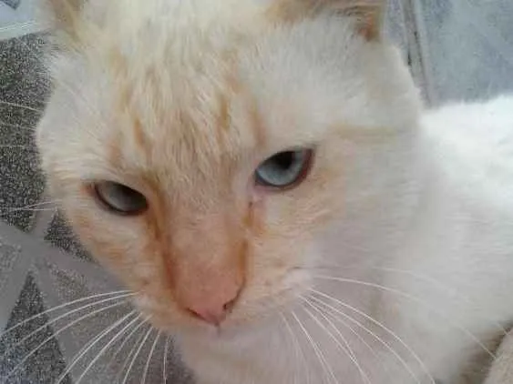 Gato ra a Branco idade 2 anos nome Olaf 