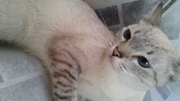 Gato ra a Mestiça idade 1 ano nome Pezinha