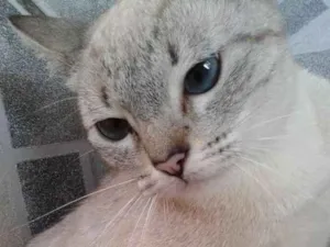 Gato raça Mestiça idade 1 ano nome Pezinha