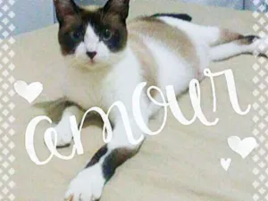Gato raça sialata idade 1 ano nome Sininho