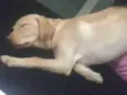 Bela