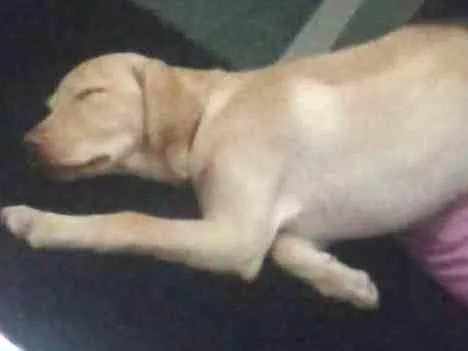 Cachorro ra a Labrador  idade 7 a 11 meses nome Bela