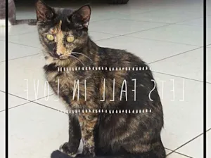 Gato raça SRD idade 2 a 6 meses nome Poo