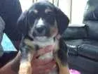 Cachorro raça Indefinida idade Abaixo de 2 meses nome Cláudio (URGENTE)
