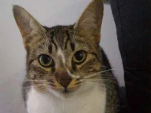 Gato raça SRD idade 7 a 11 meses nome Vênus e Mel