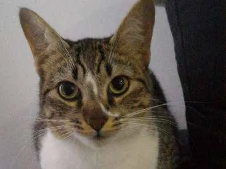 Gato ra a SRD idade 7 a 11 meses nome Vênus e Mel