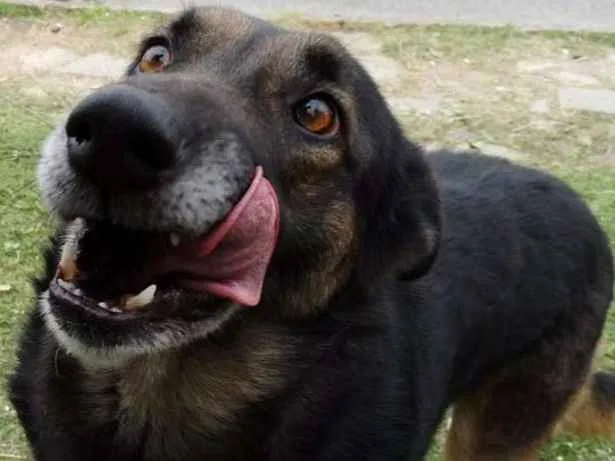 Cachorro ra a SRD idade 4 anos nome Easy