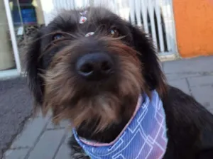 Cachorro raça Srd idade 1 ano nome Larissa