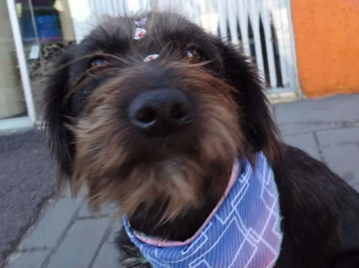 Cachorro ra a Srd idade 1 ano nome Larissa