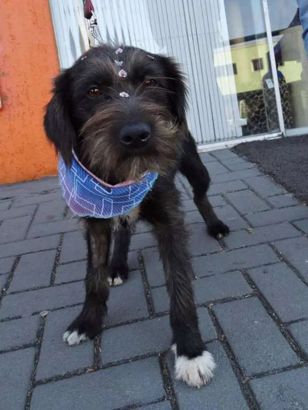 Cachorro ra a Srd idade 1 ano nome Larissa