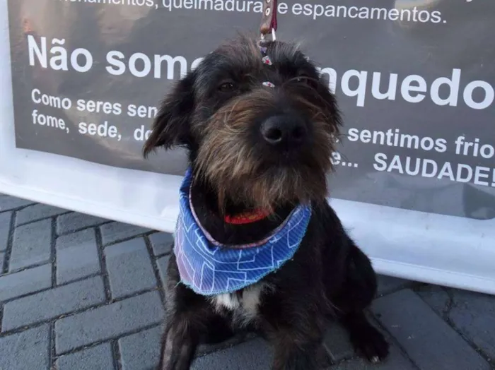 Cachorro ra a Srd idade 1 ano nome Larissa