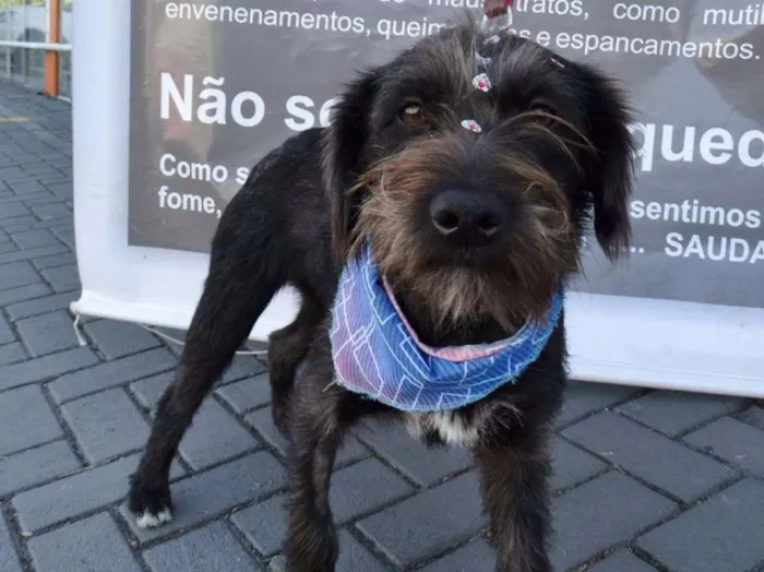 Cachorro ra a Srd idade 1 ano nome Larissa