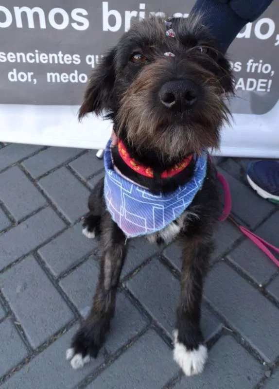 Cachorro ra a Srd idade 1 ano nome Larissa
