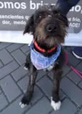Larissa