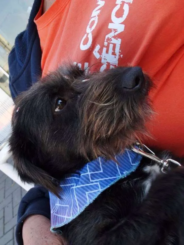 Cachorro ra a Srd idade 1 ano nome Larissa
