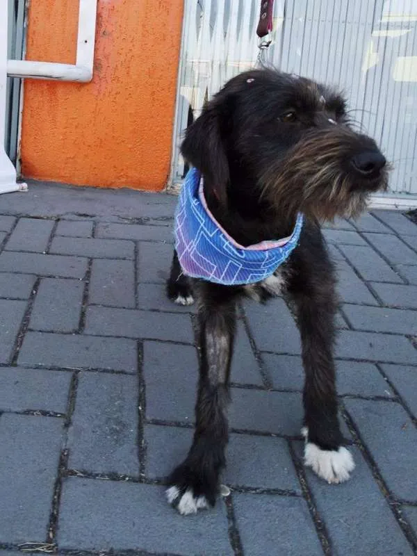 Cachorro ra a Srd idade 1 ano nome Larissa