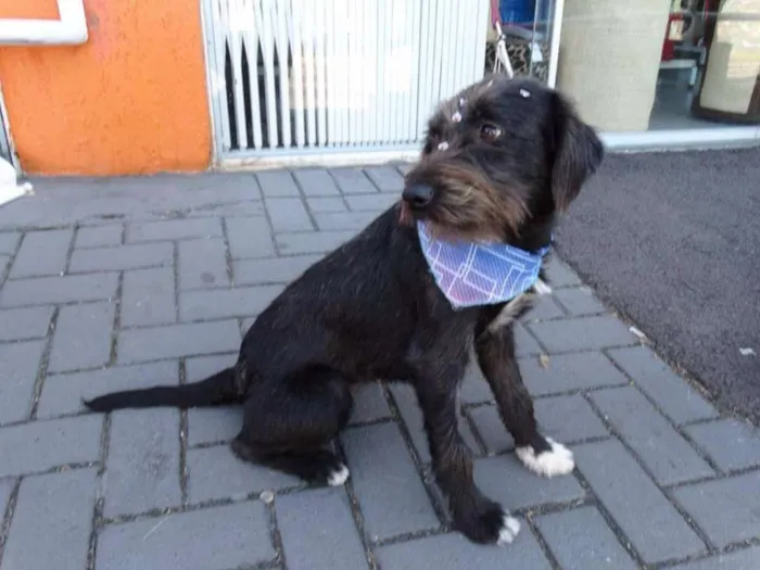 Cachorro ra a Srd idade 1 ano nome Larissa