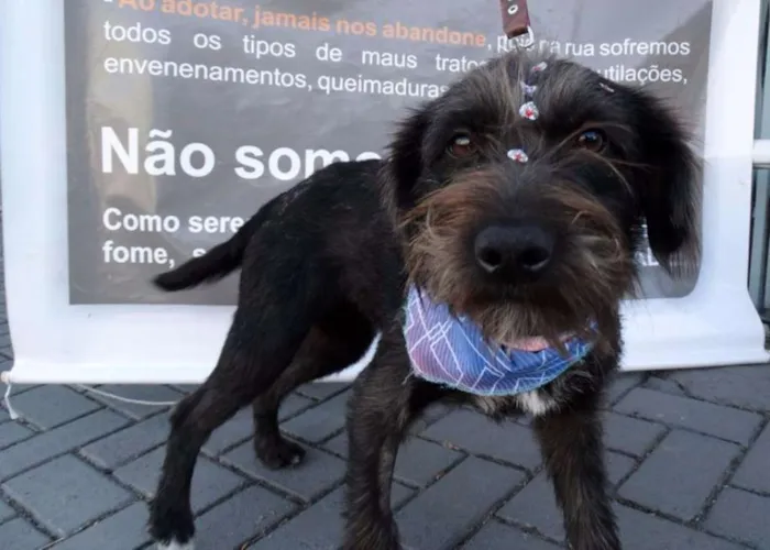 Cachorro ra a Srd idade 1 ano nome Larissa
