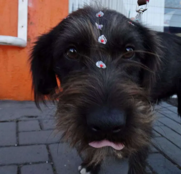 Cachorro ra a Srd idade 1 ano nome Larissa