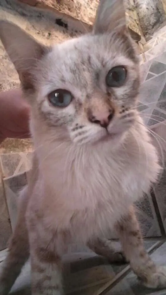 Gato ra a Rabo bandeira idade 7 a 11 meses nome Pandinha